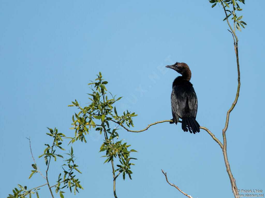 Pygmy Cormorant