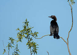 Pygmy Cormorant