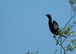 Pygmy Cormorant