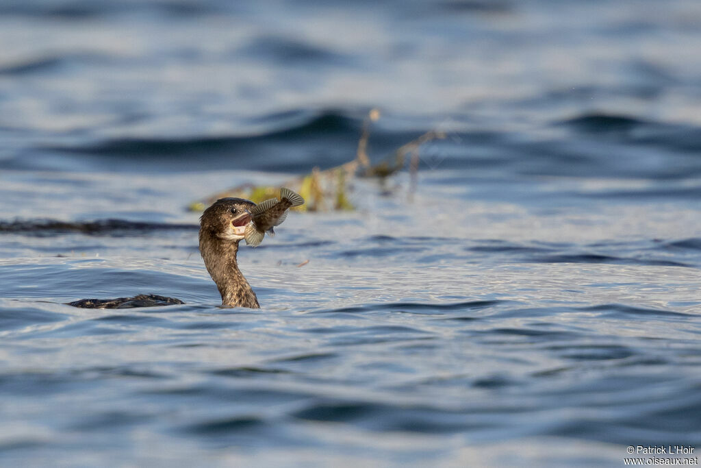 Cormoran pygmée1ère année, mange