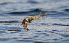 Pygmy Cormorant