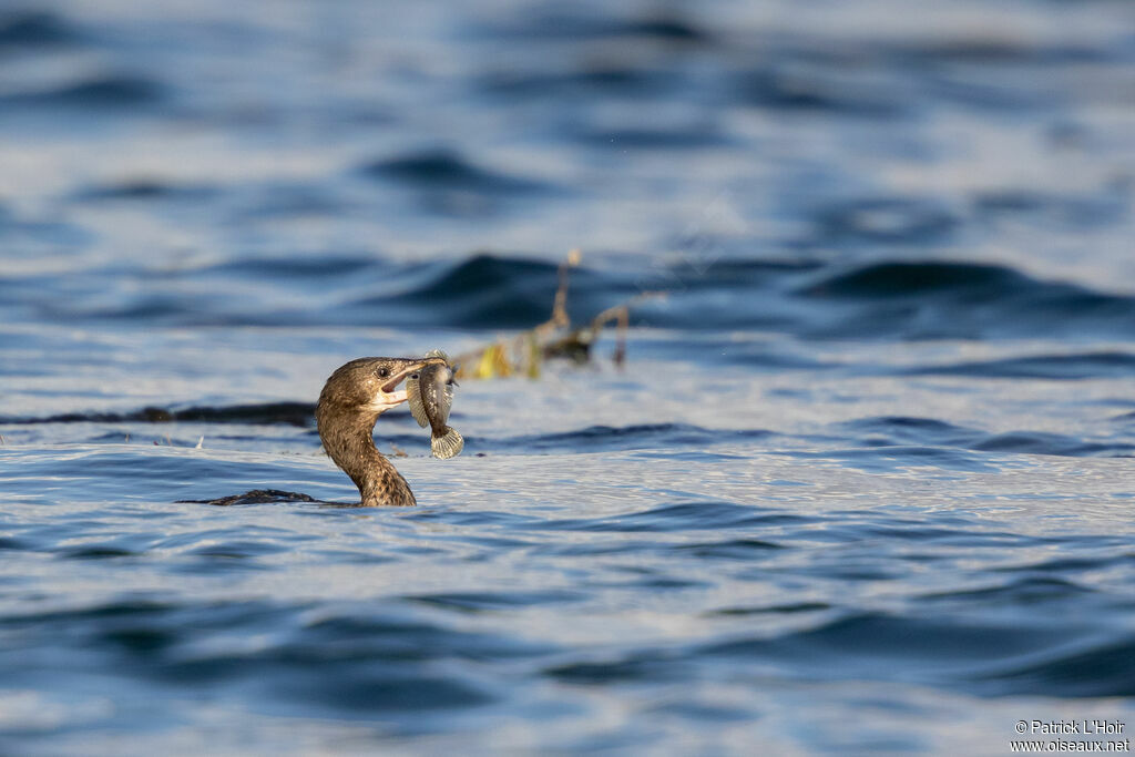 Pygmy CormorantFirst year, eats