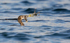 Pygmy Cormorant