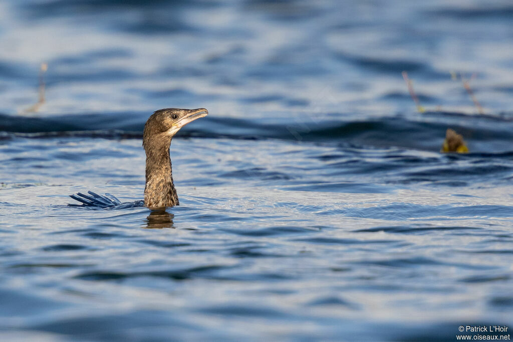 Pygmy CormorantFirst year, swimming