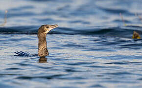 Pygmy Cormorant