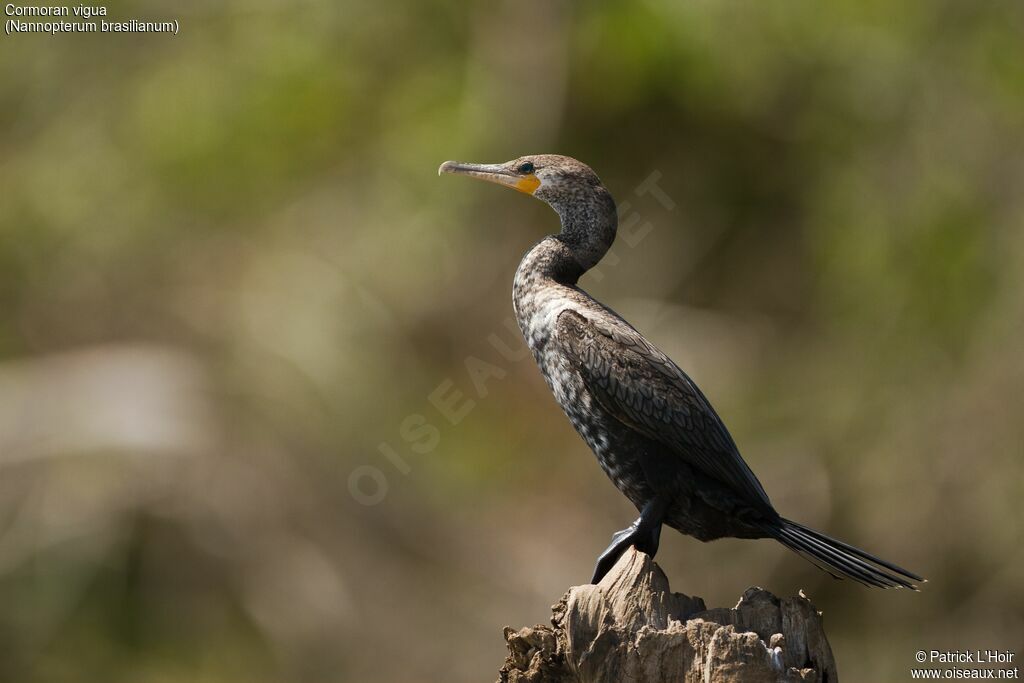 Neotropic Cormorant