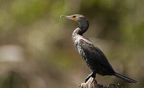 Neotropic Cormorant