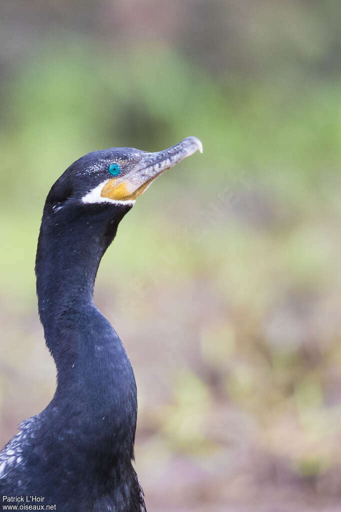 Cormoran viguaadulte nuptial, portrait