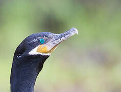 Neotropic Cormorant