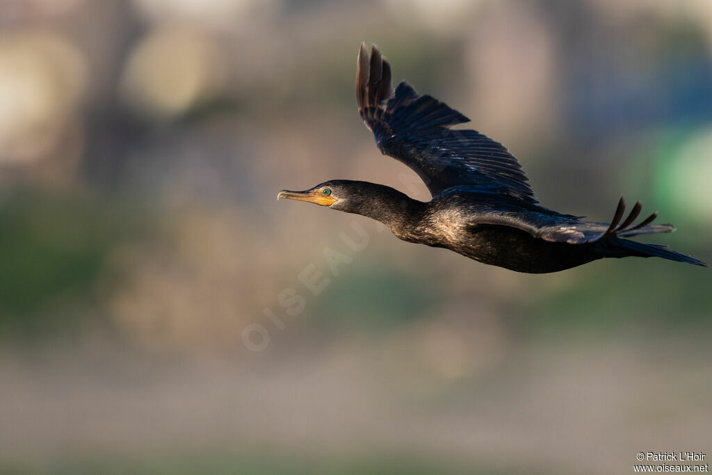 Neotropic Cormorant