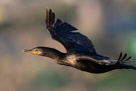 Neotropic Cormorant