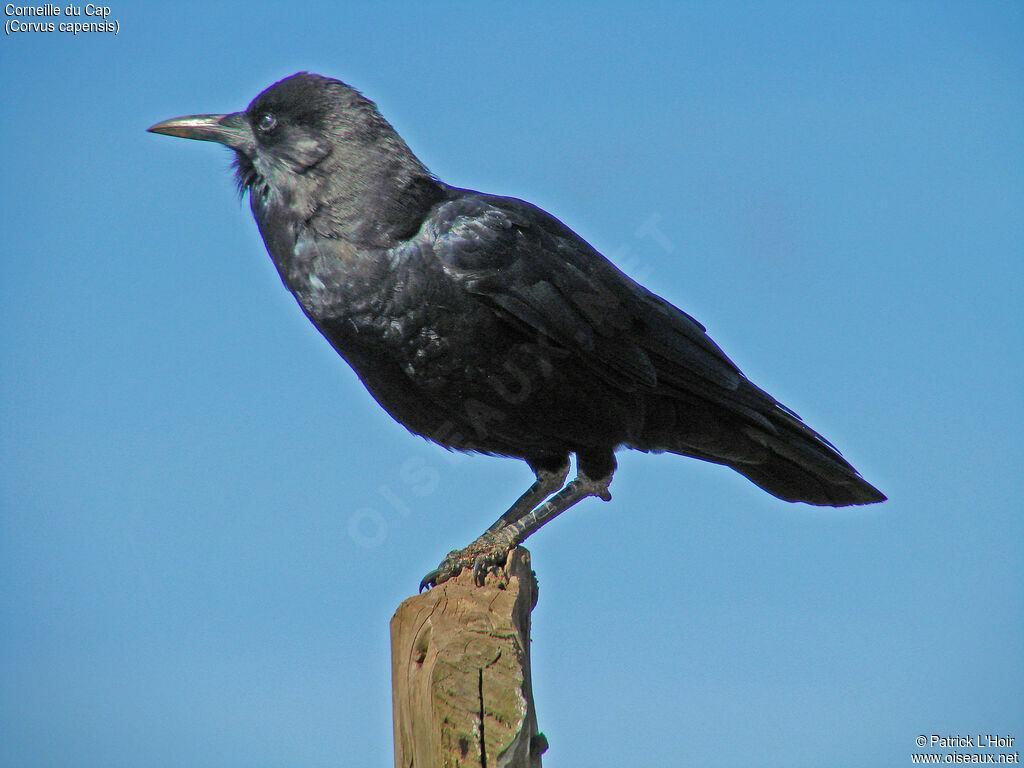 Cape Crow