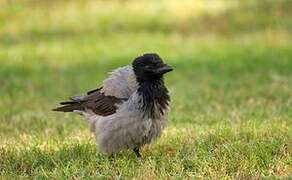 Hooded Crow