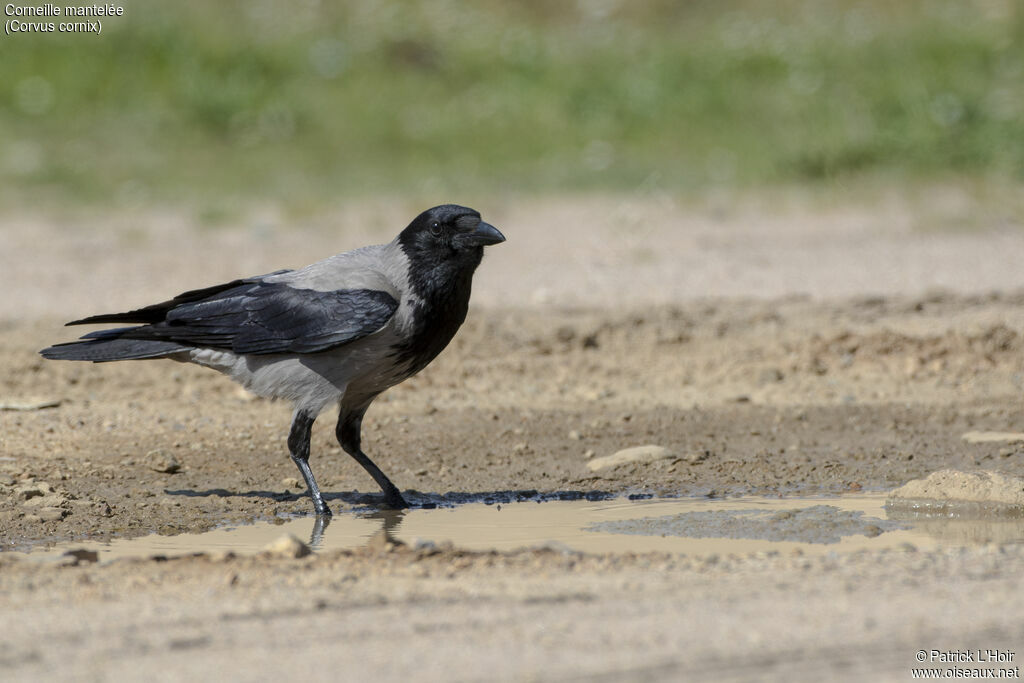 Hooded Crow, close-up portrait, drinks