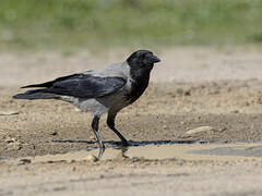 Hooded Crow