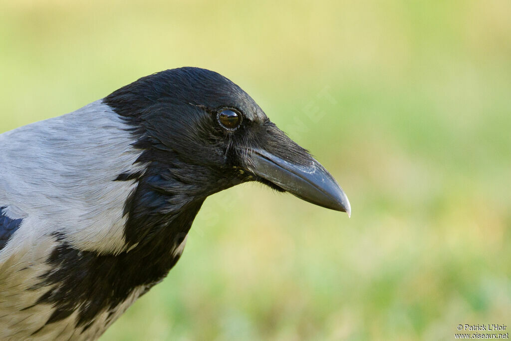 Hooded Crow