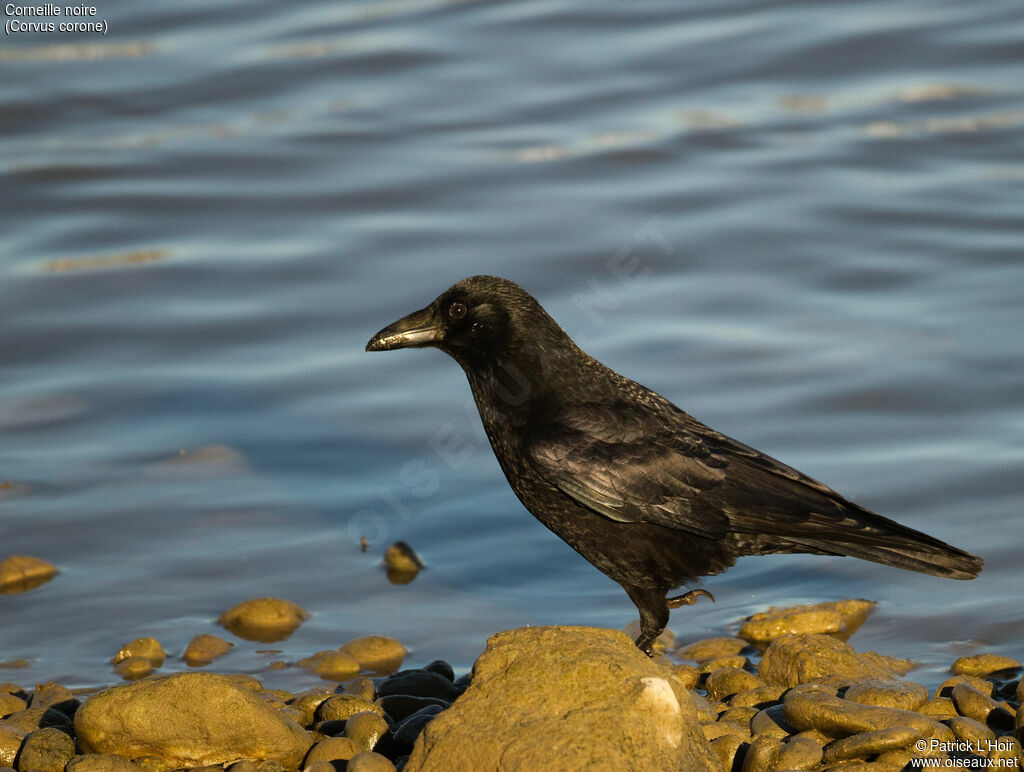 Carrion Crow