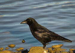 Carrion Crow