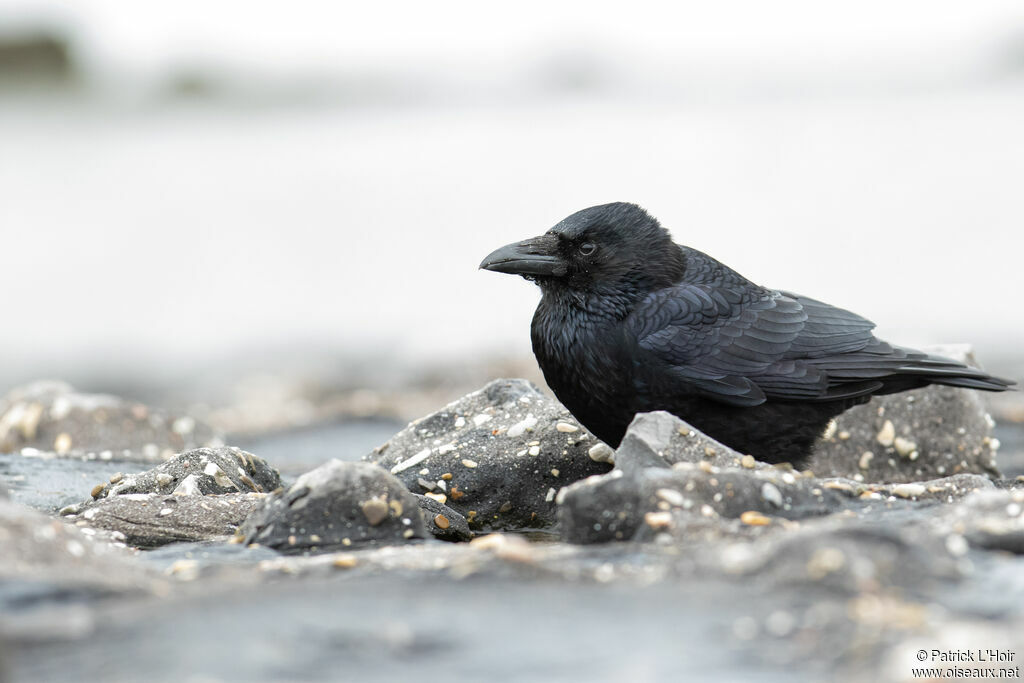 Carrion Crow