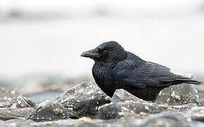 Carrion Crow