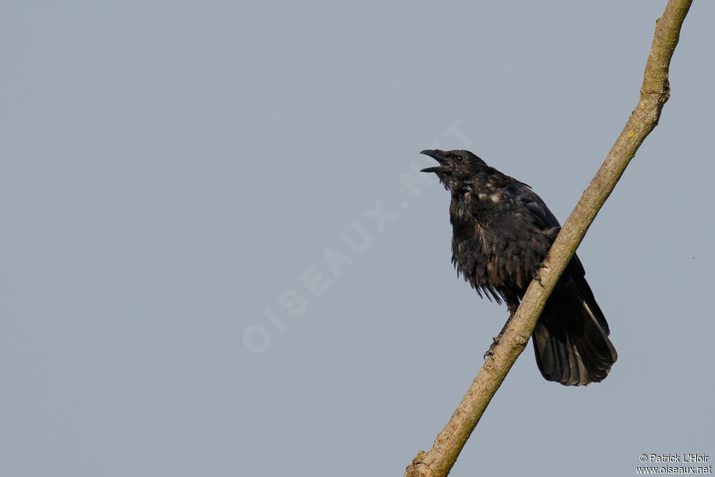 Carrion Crow