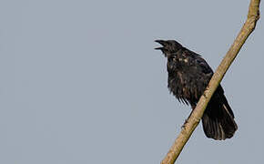 Carrion Crow