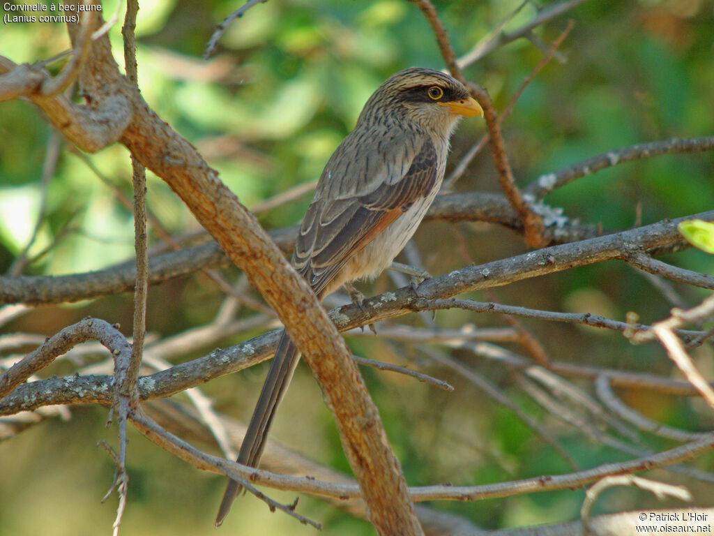 Yellow-billed Shrike