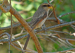 Yellow-billed Shrike