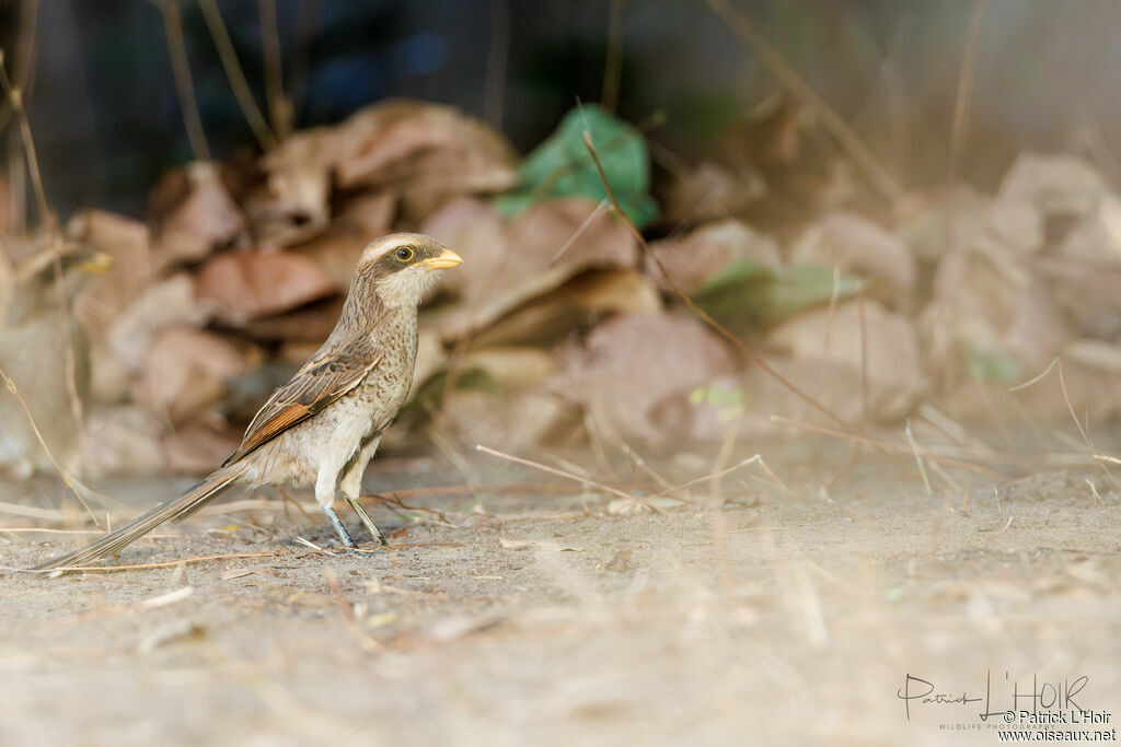 Yellow-billed Shrike