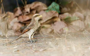 Yellow-billed Shrike