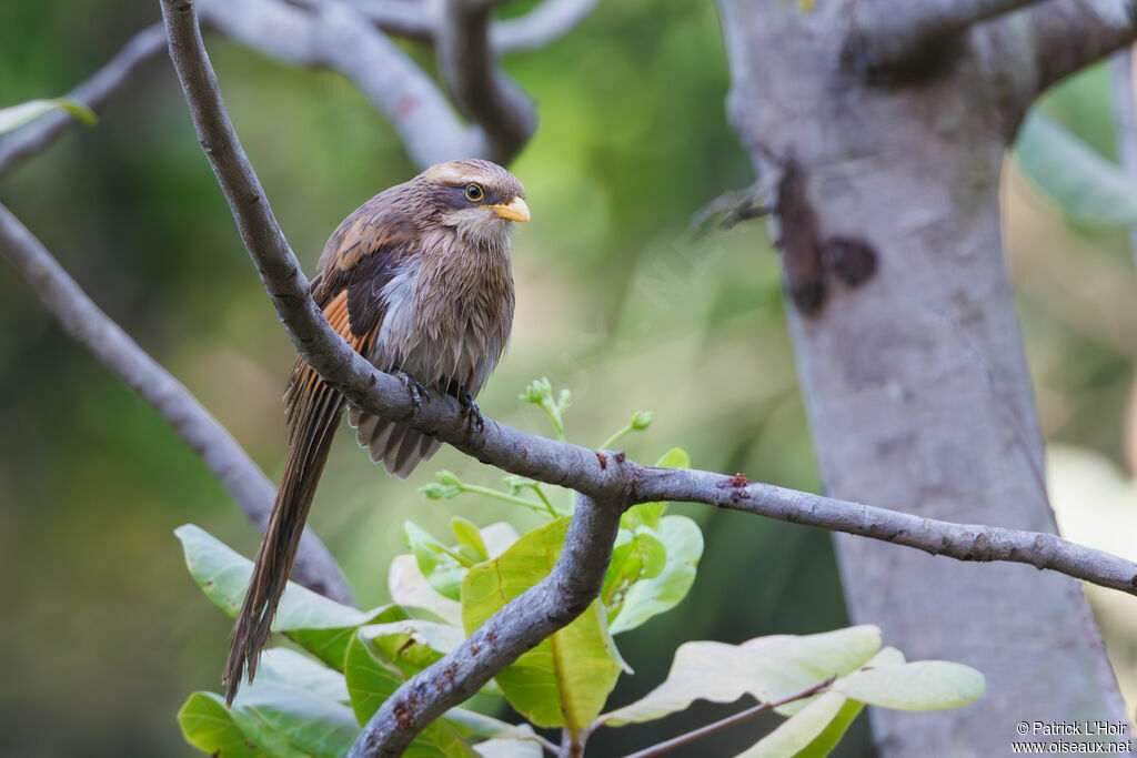 Yellow-billed Shrike