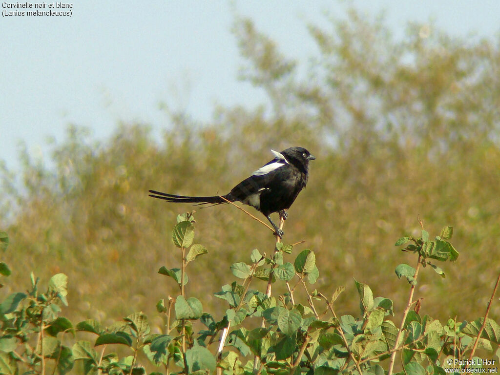 Corvinelle noir et blanc