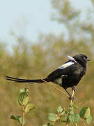 Magpie Shrike