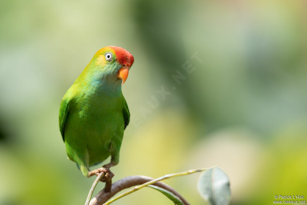 Sri Lanka Hanging Parrotadult