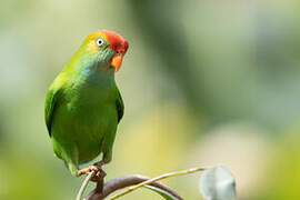 Sri Lanka Hanging Parrot