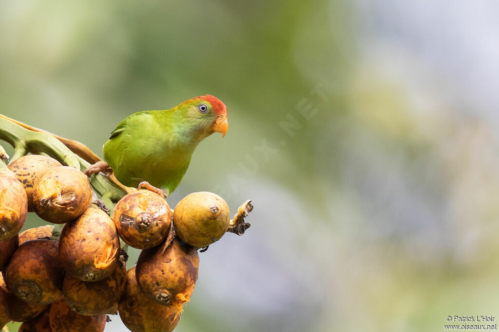 Sri Lanka Hanging Parrotadult