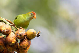 Sri Lanka Hanging Parrot