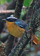 Blue-shouldered Robin-Chat