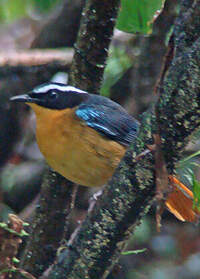 Cossyphe à ailes bleues