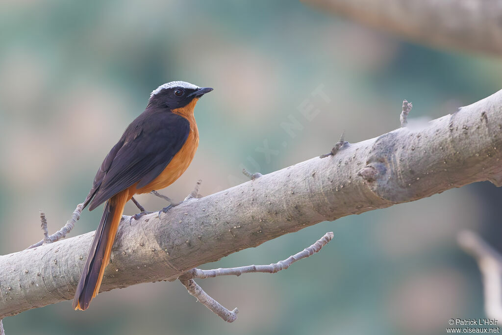 White-crowned Robin-Chat