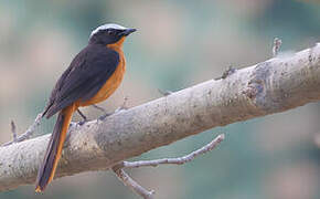 White-crowned Robin-Chat