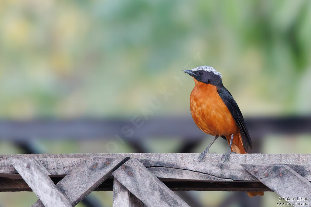 White-crowned Robin-Chat