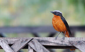 White-crowned Robin-Chat