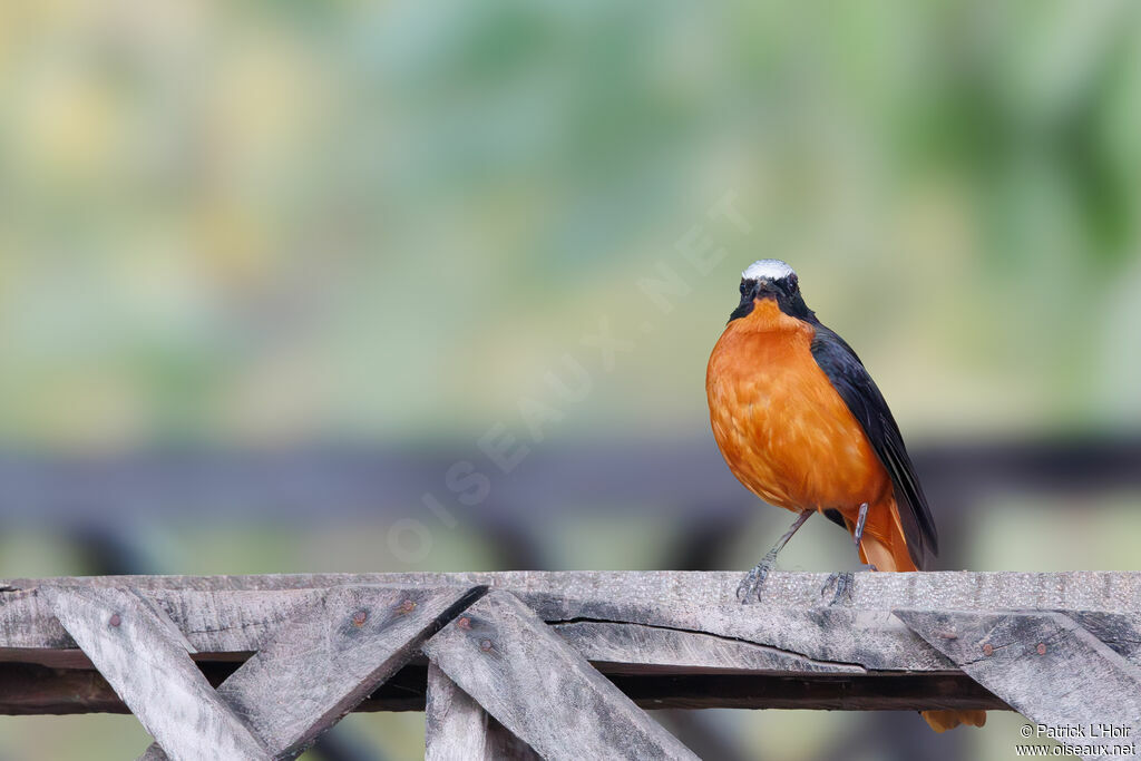 White-crowned Robin-Chat