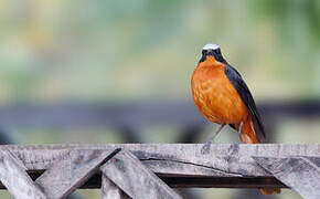 White-crowned Robin-Chat