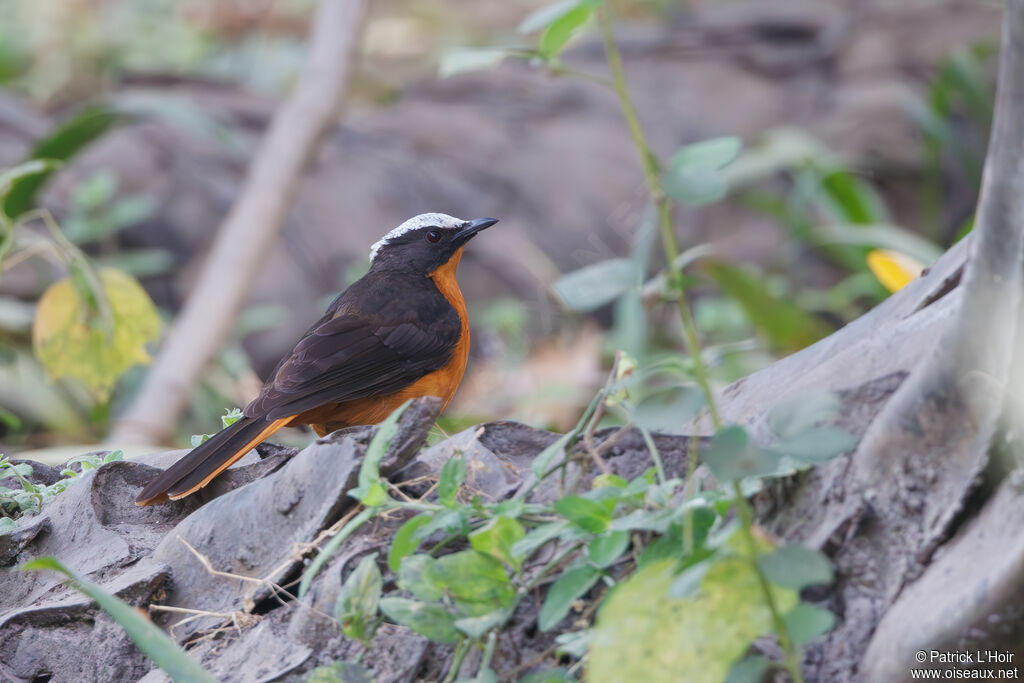 White-crowned Robin-Chat