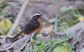 White-crowned Robin-Chat