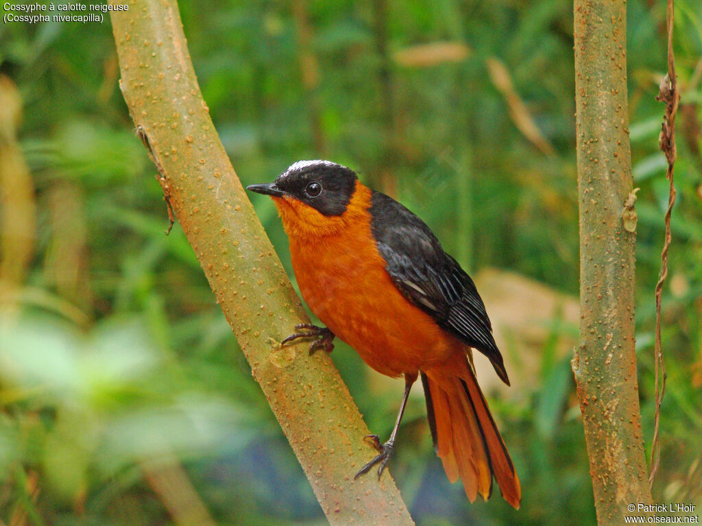 Snowy-crowned Robin-Chat