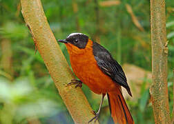 Snowy-crowned Robin-Chat