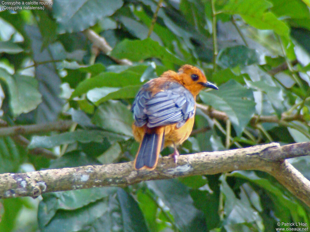 Red-capped Robin-Chat